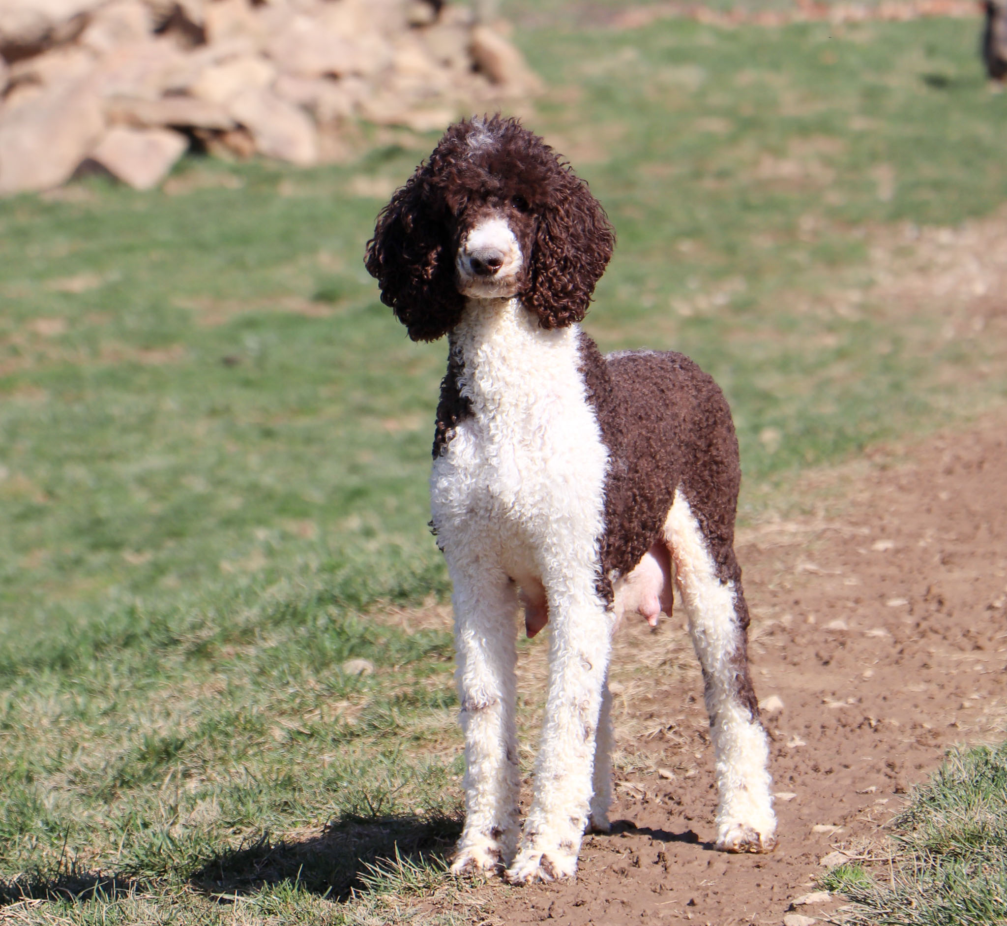 Zuzu 45Ibs. Standard Poodle Zuzu 45Ibs. Standard Poodle