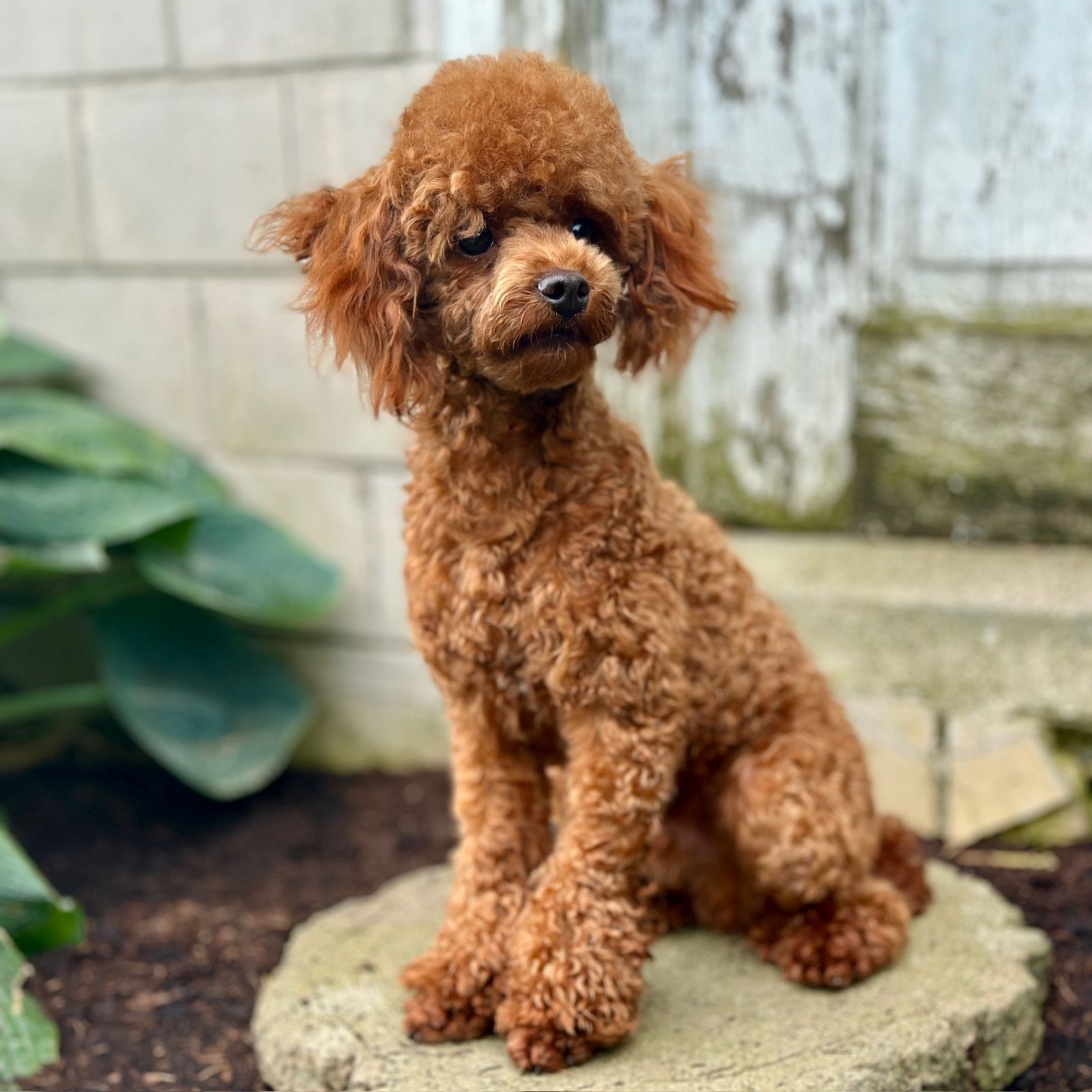 Clifford 7 lbs
