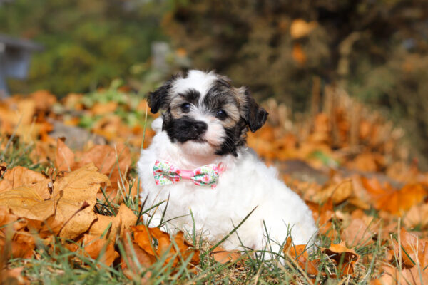 Autumn-2-1-600x400.jpg