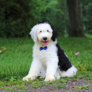 Bentley
