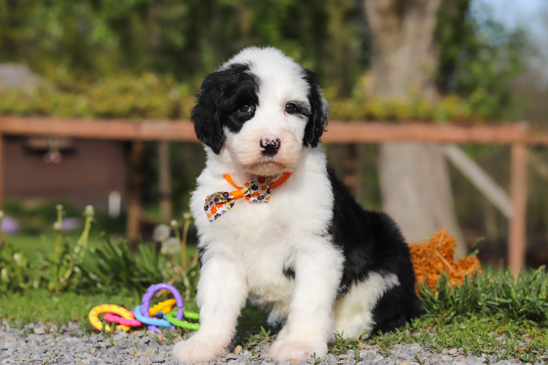 Buddy - Image 7