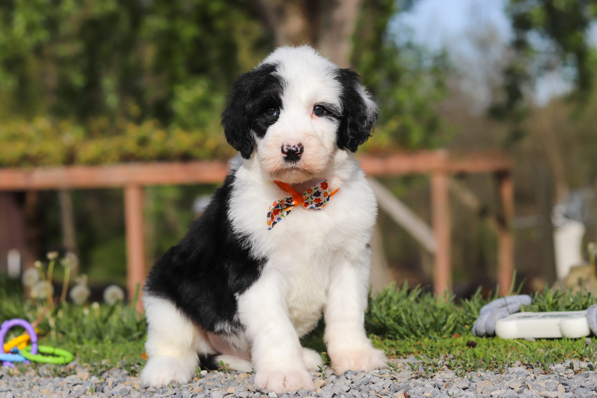 Buddy - Image 5