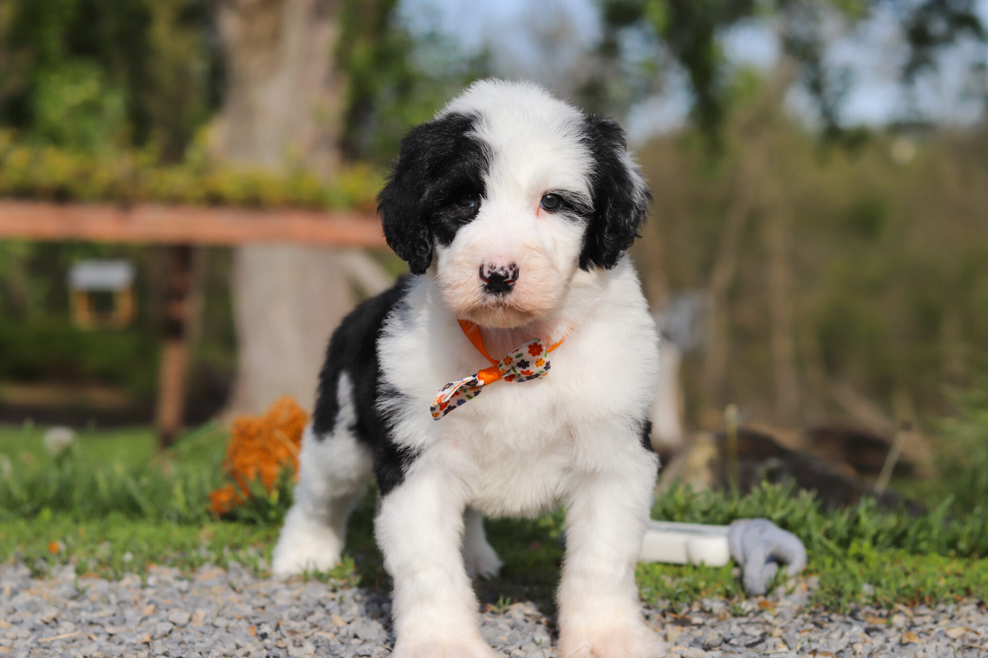 Buddy - Image 3