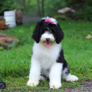 Lila