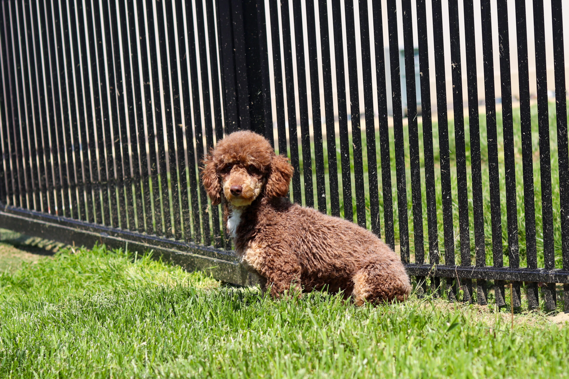 Chase Poodle 13lb Chase Poodle 13lb