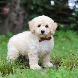 Charlie