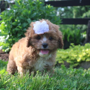 Annabella