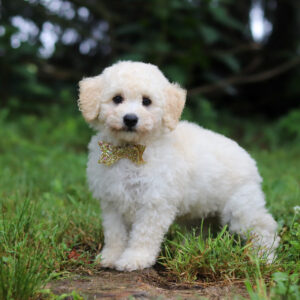 Ollie