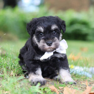 Benji