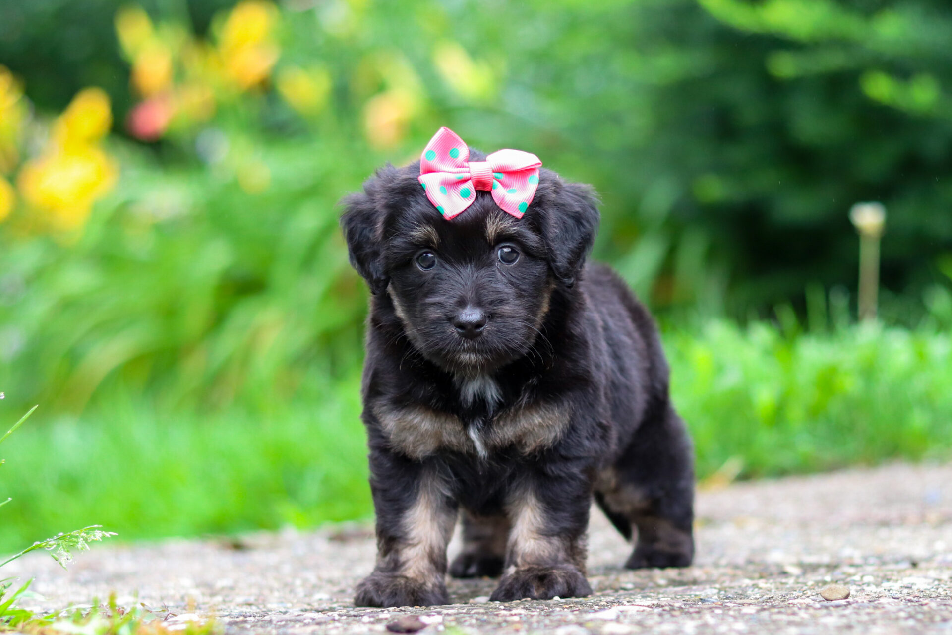Maisie - Image 2