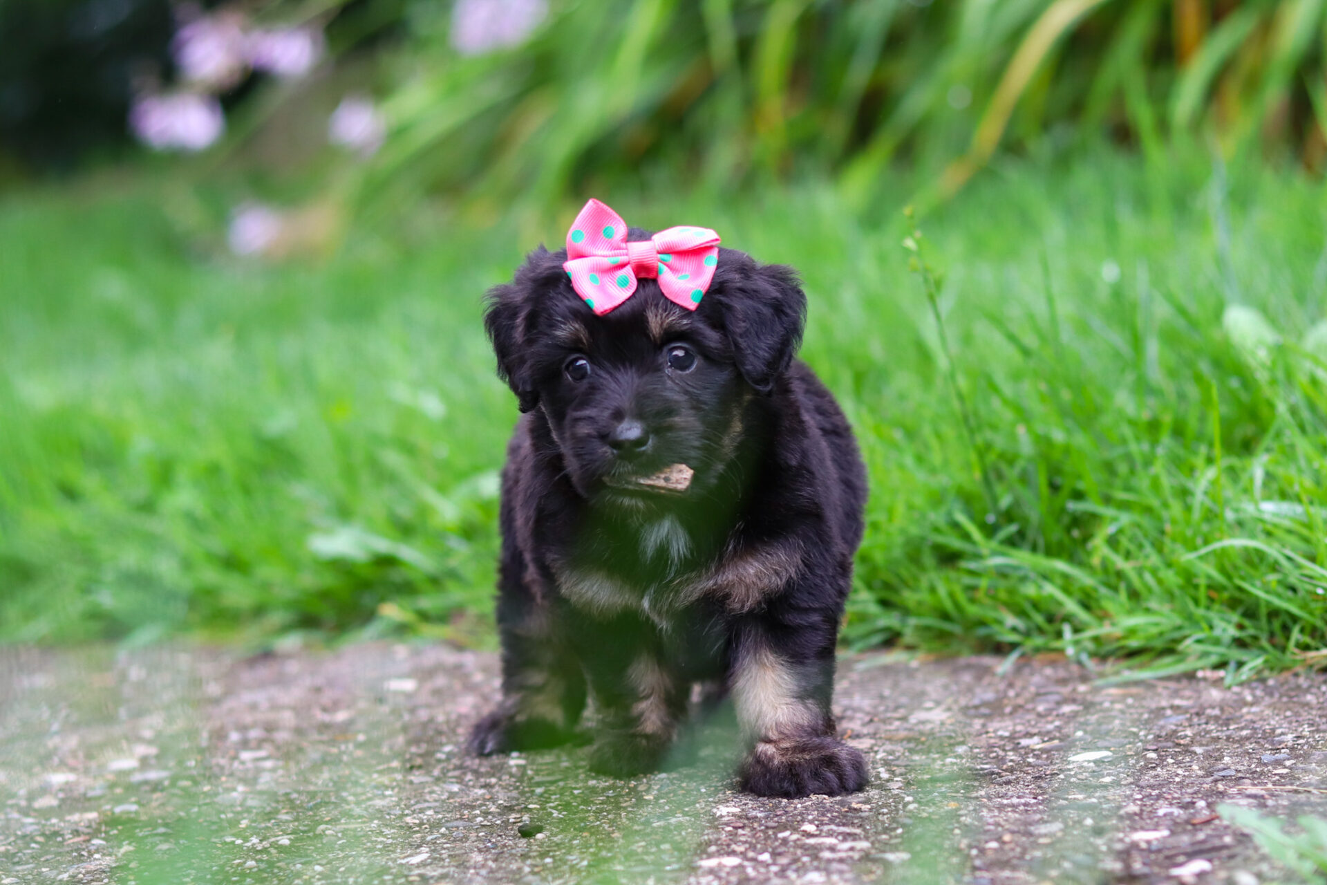 Maisie - Image 9