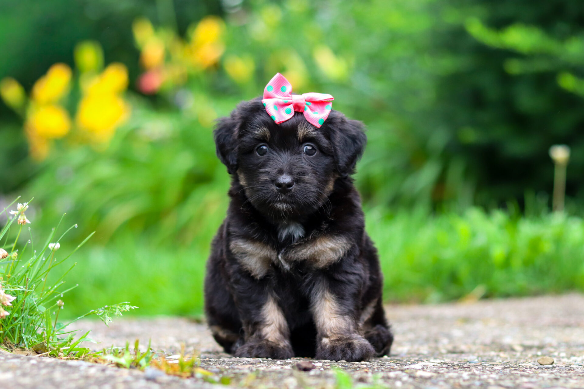 Maisie