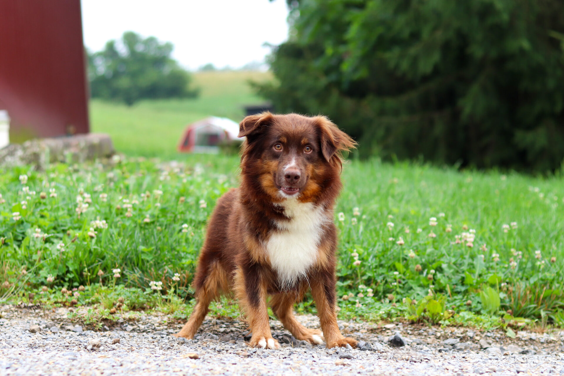 Molly Mini American Shepherd 22lb Molly Mini American Shepherd 22lb