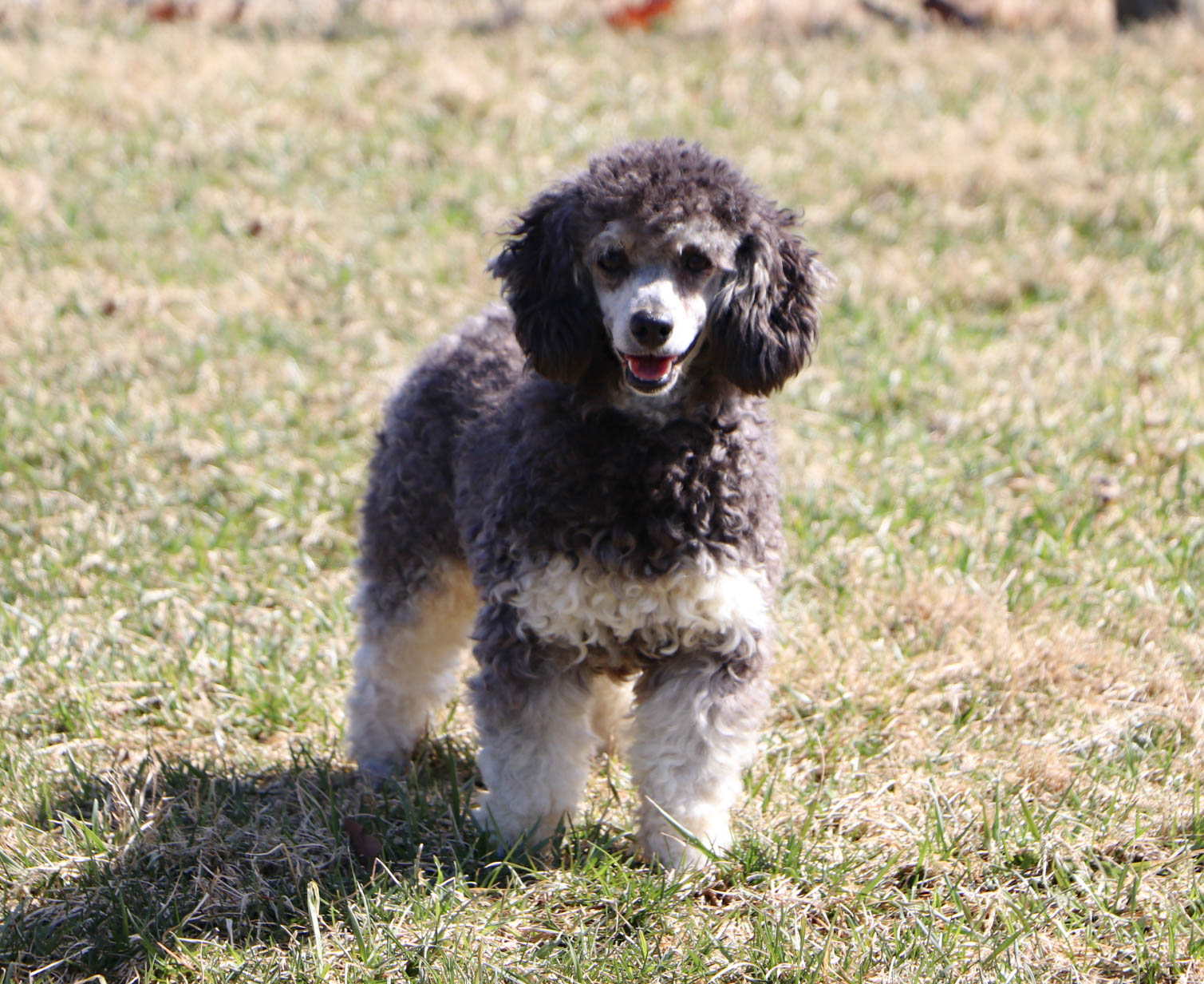 Petro Poodle-2 Petro Poodle-2