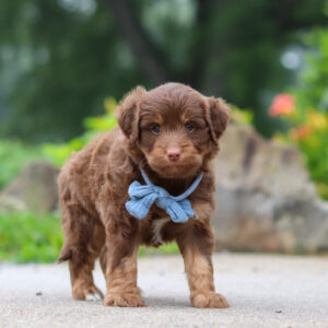 Tucker