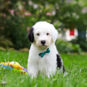 Elliot